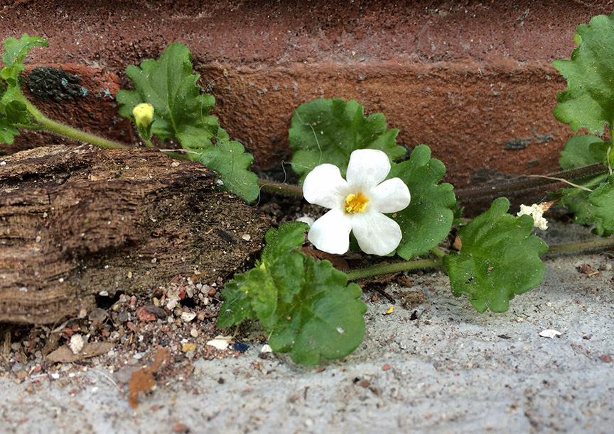 Ornamental Bacopa growing out of a pavement crack