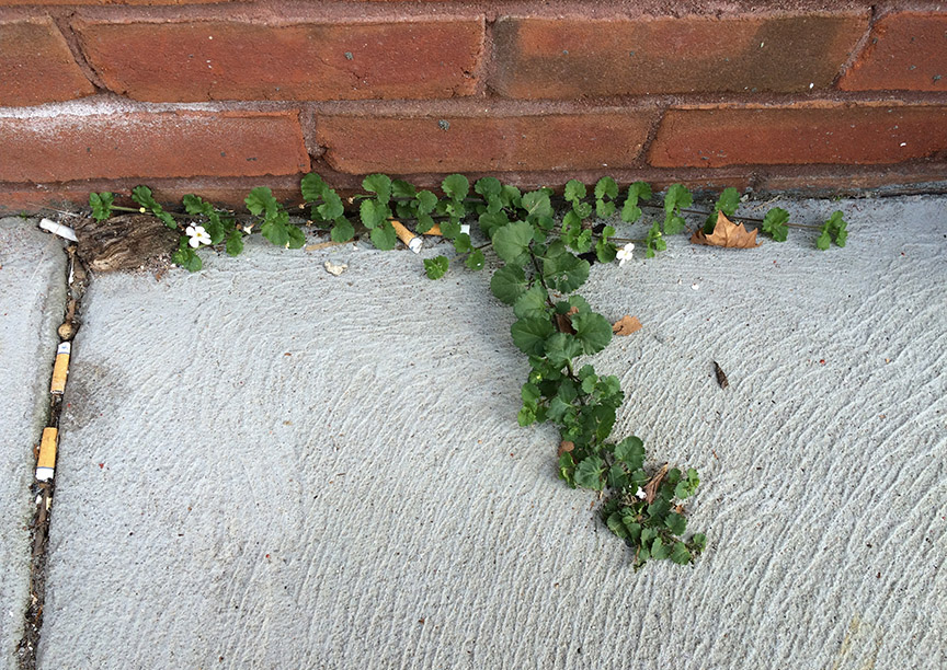 Ornamental Bacopa growing out of a pavement crack