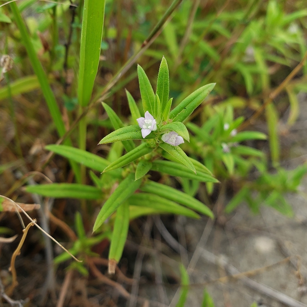 Rough Buttonweed