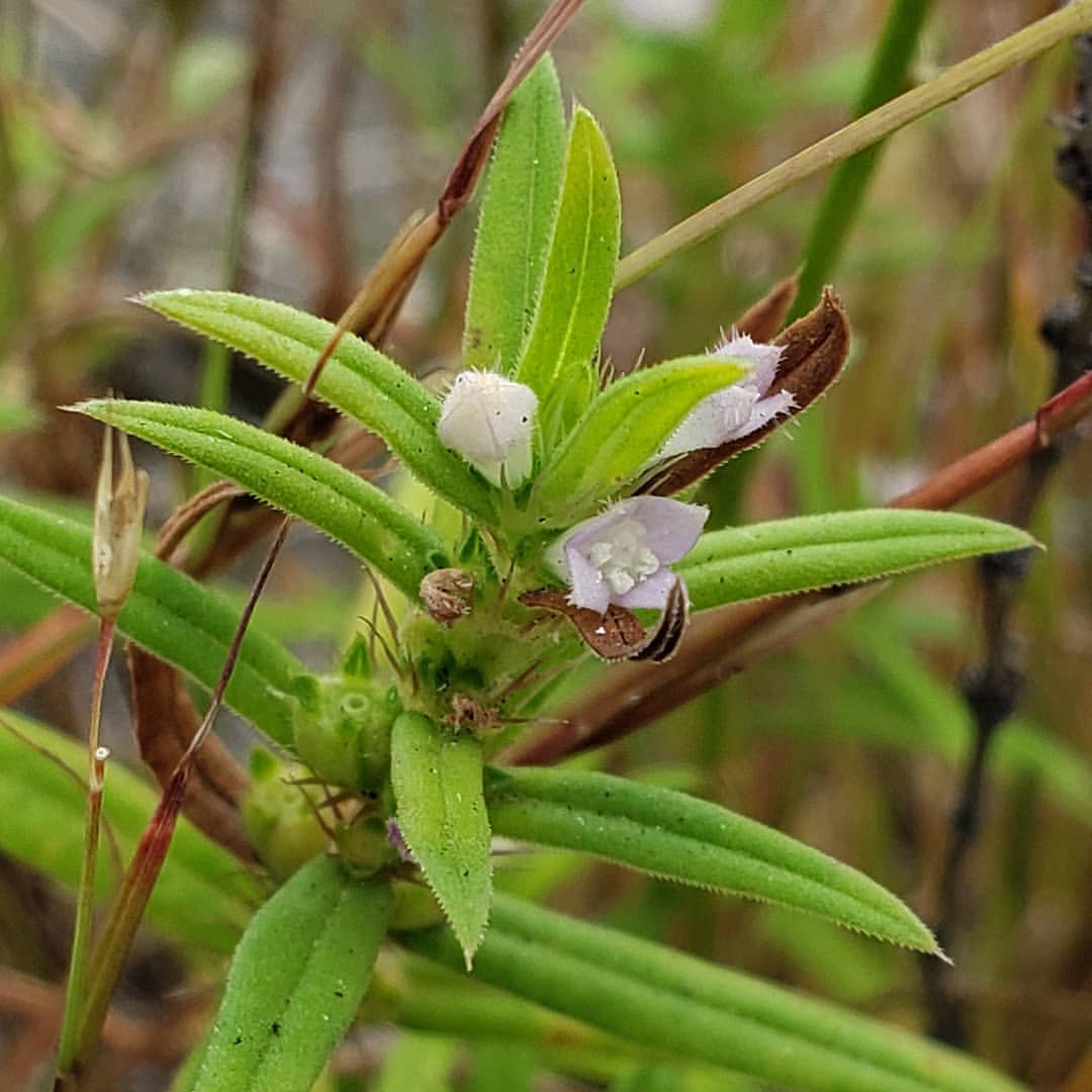 Rough Buttonweed