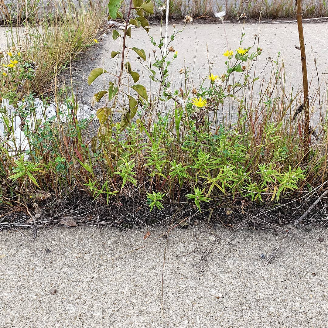 Rough Buttonweed