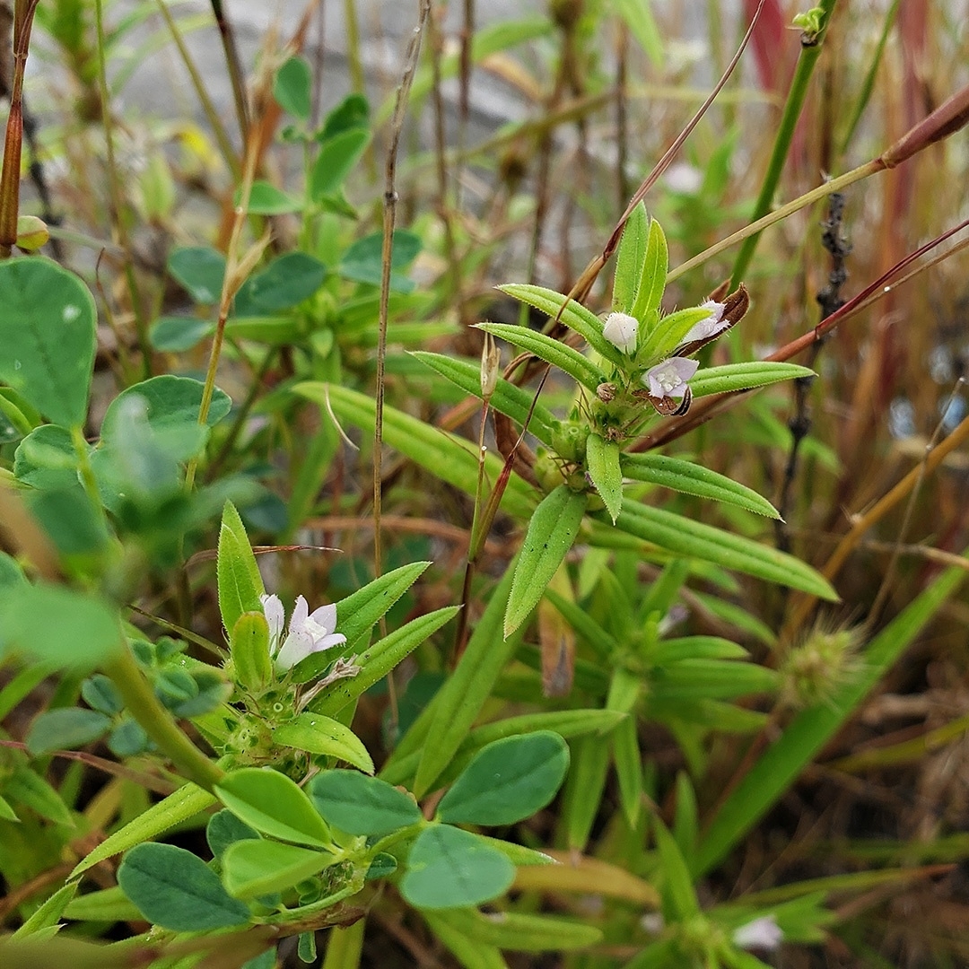 Rough Buttonweed