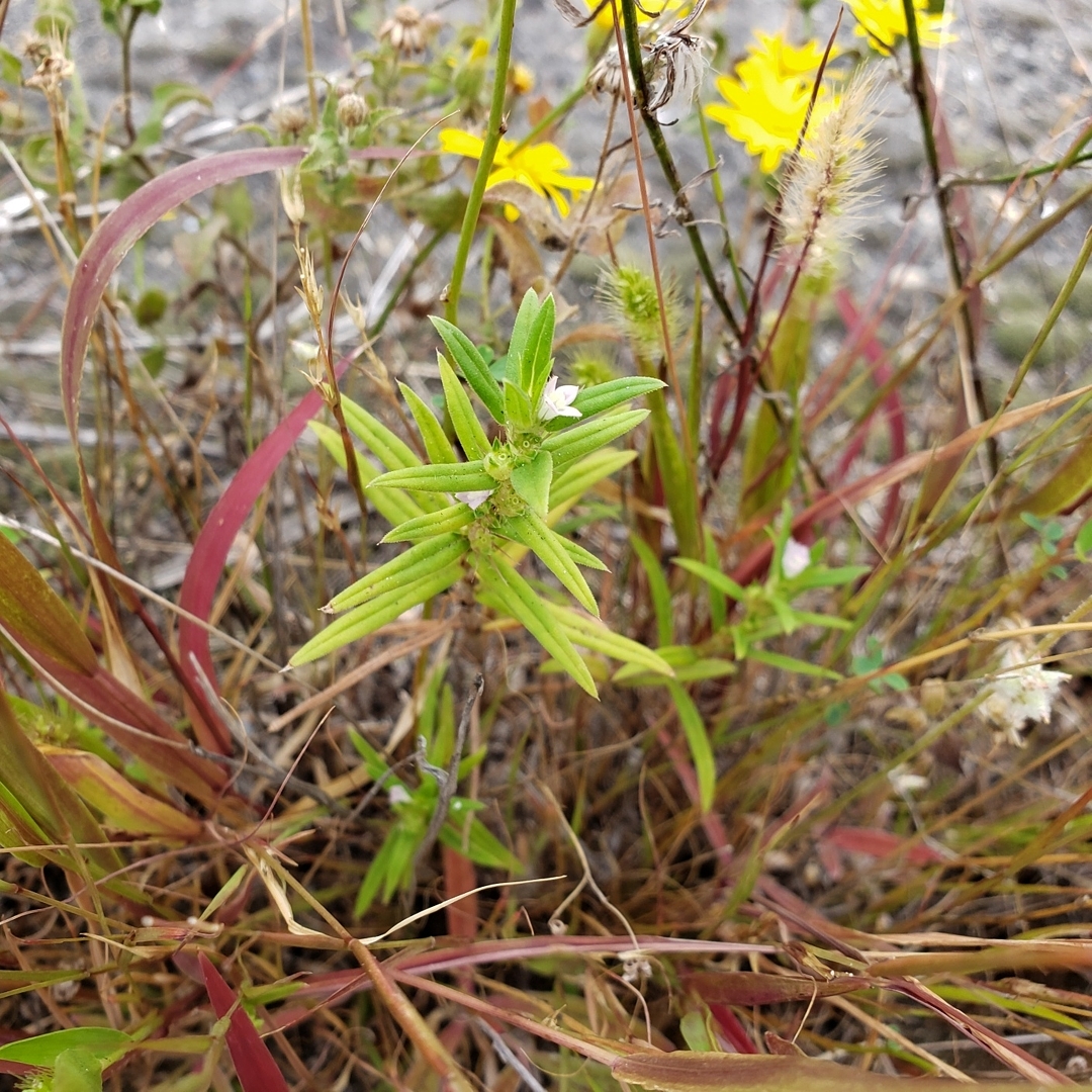 Rough Buttonweed