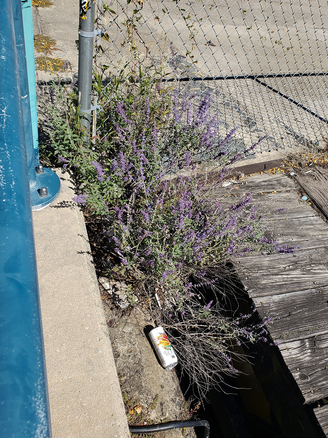 Russian Sage growing out of a the side of the Delaware River