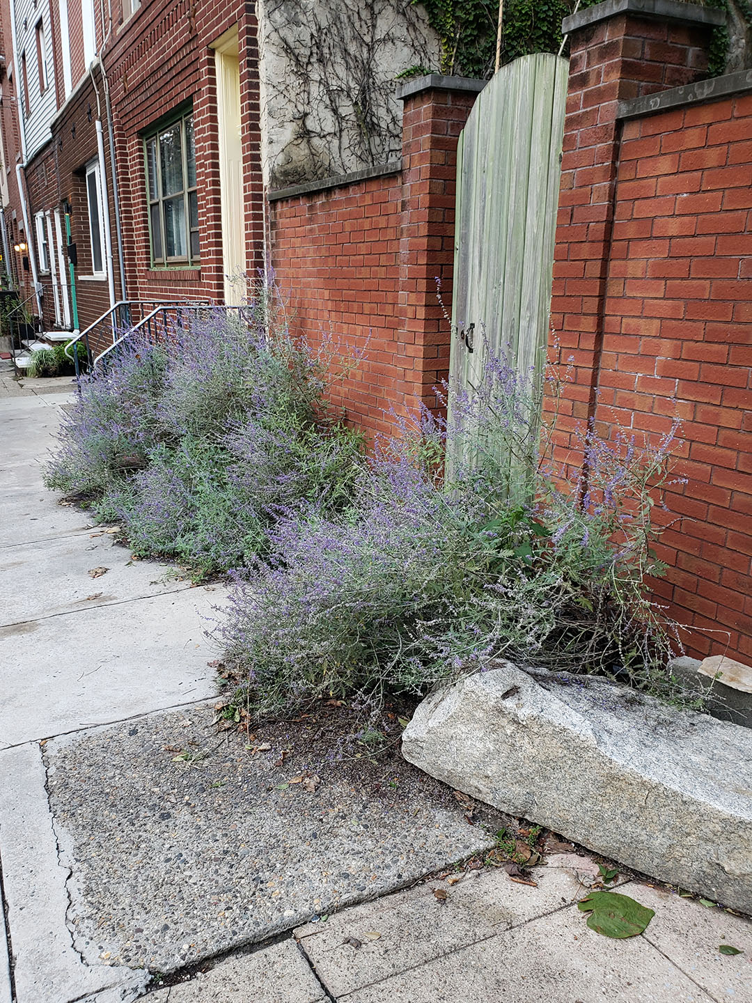 Russian Sage growing out of a sidewalk