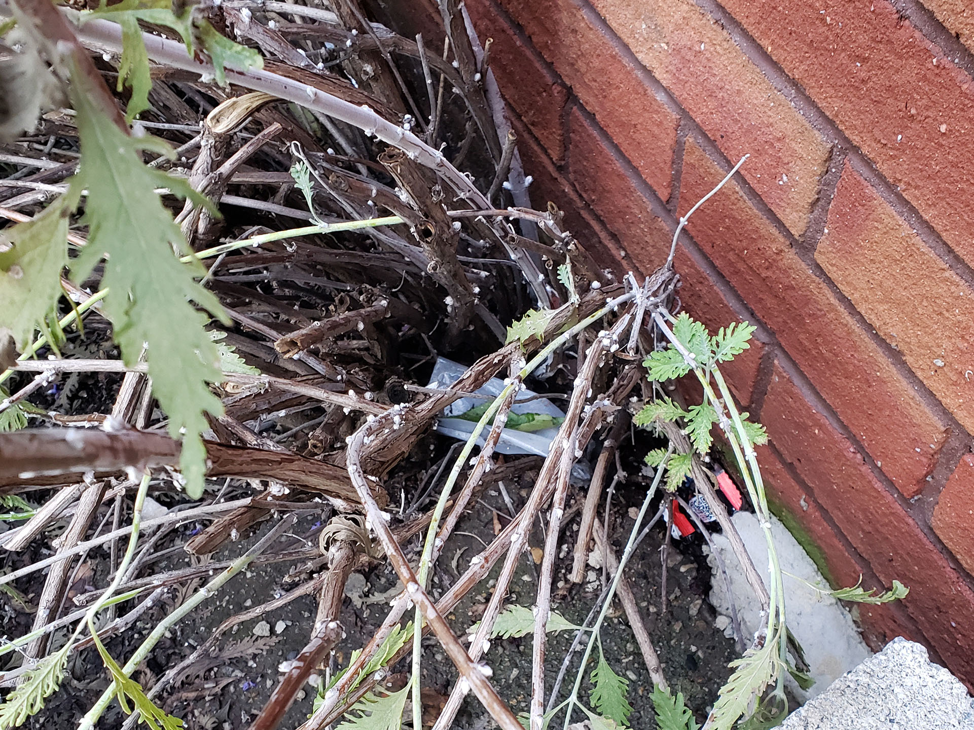 Russian Sage growing out of a sidewalk