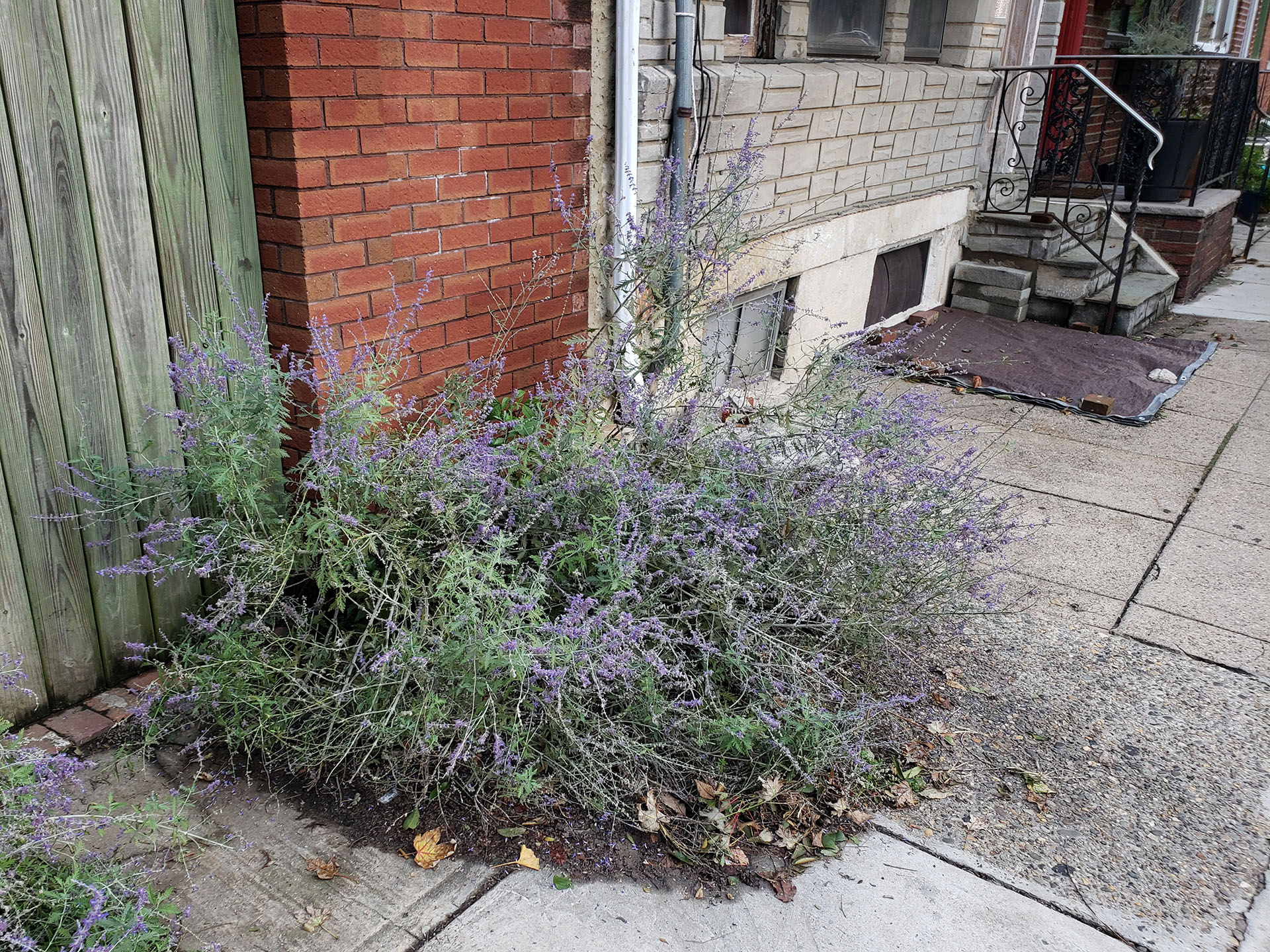 Russian Sage growing out of a sidewalk