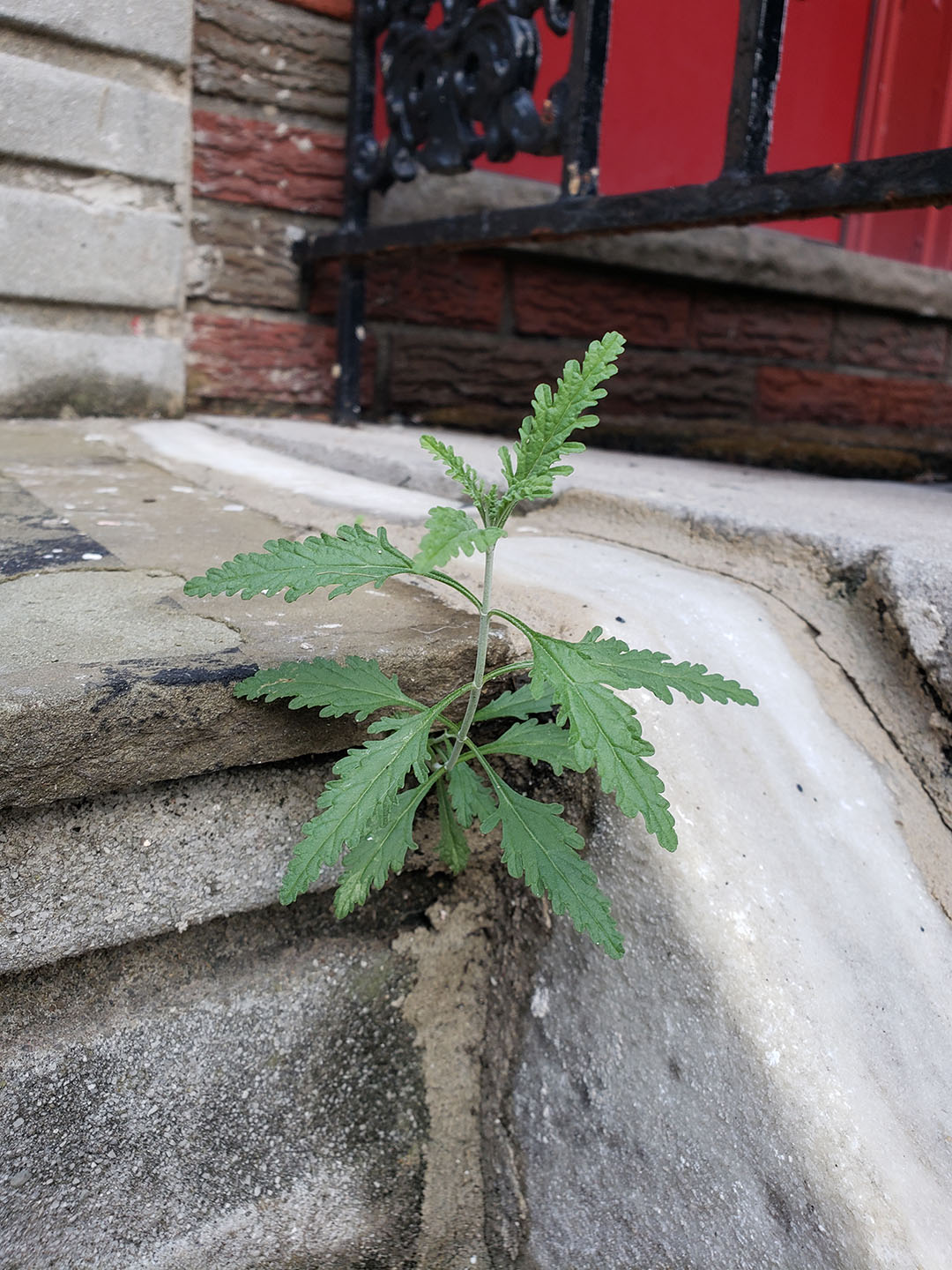 Russian Sage growing out of a sidewalk