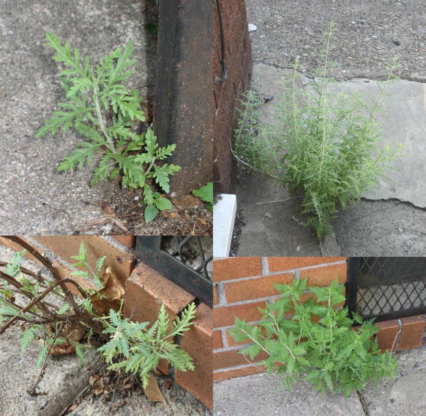 Russian Sage growing out of pavement