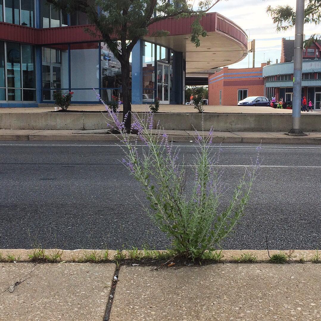 Russian Sage growing out of a highway median