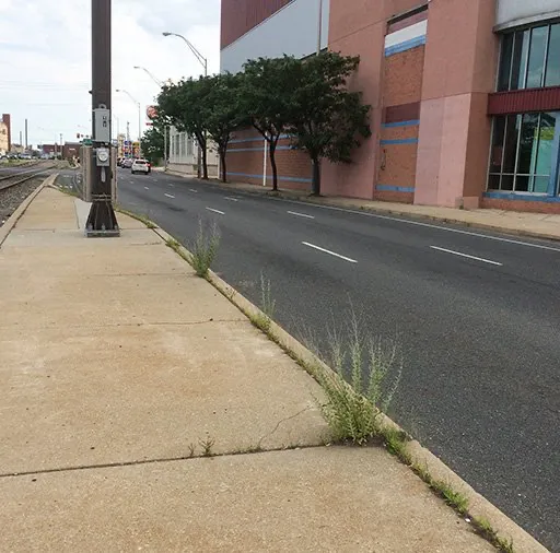 Russian Sage growing out of a highway median