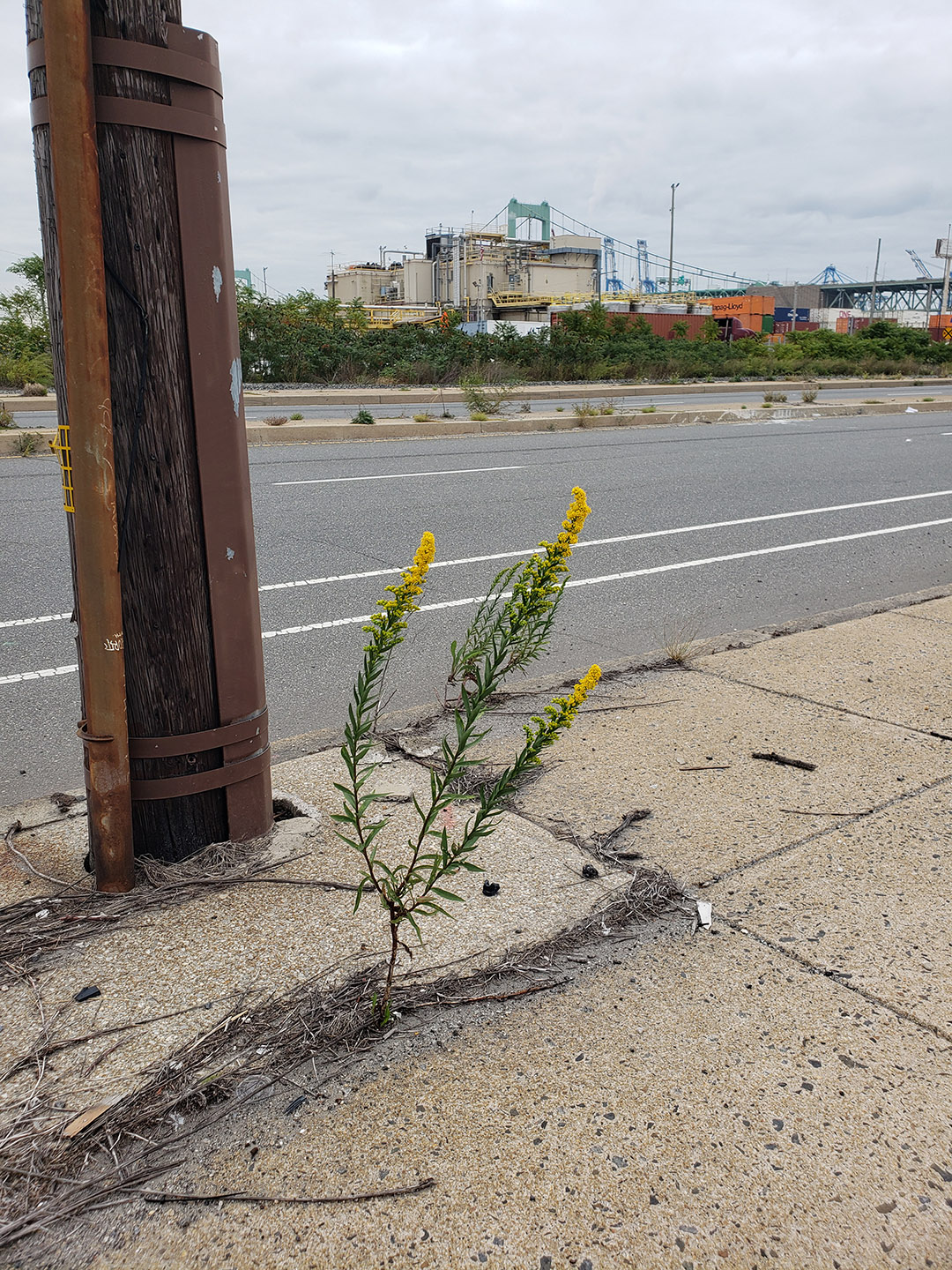 Saltmarsh Goldenrod grown out of pavement
