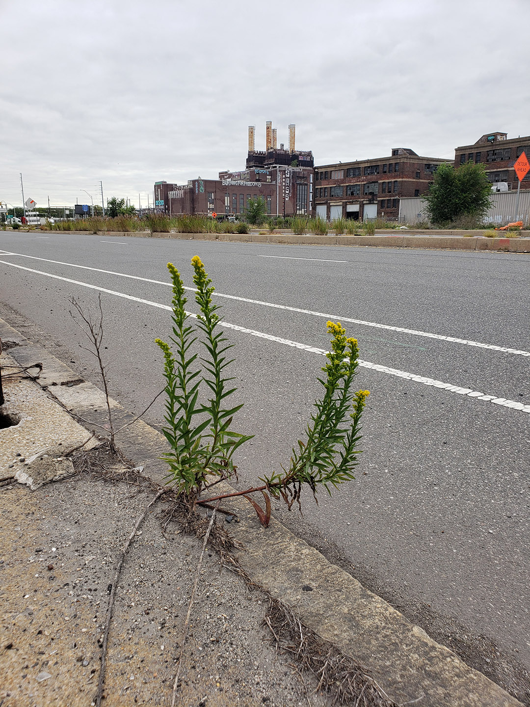 Saltmarsh Goldenrod grown out of pavement