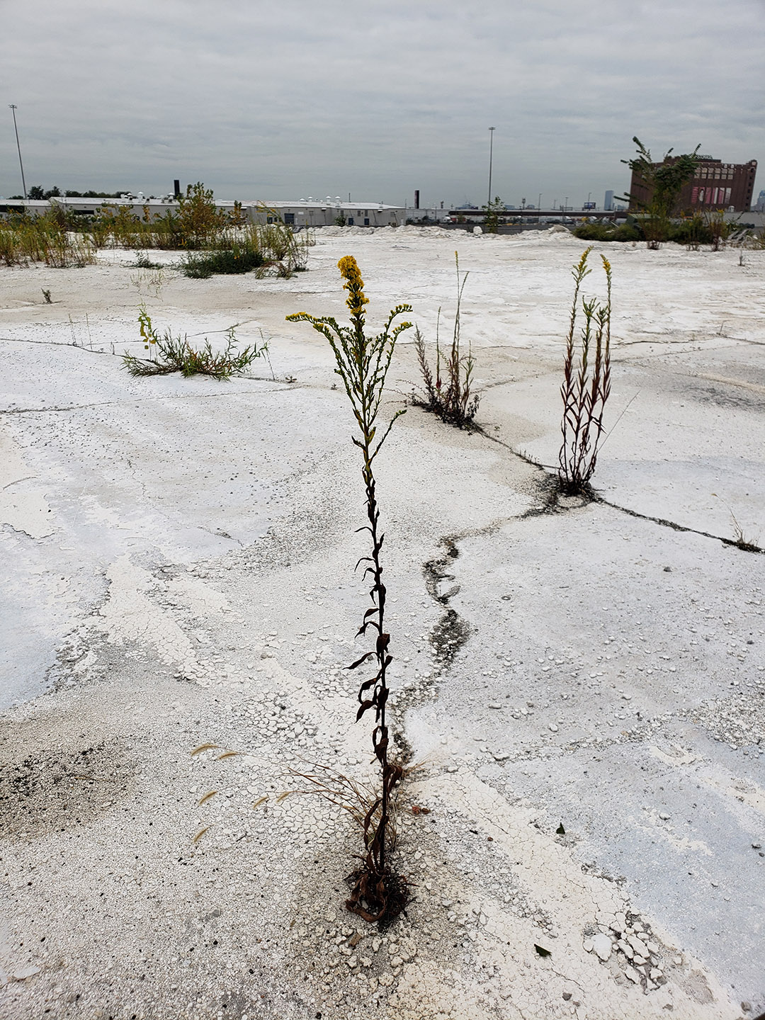 Saltmarsh Goldenrod grown out of pavement