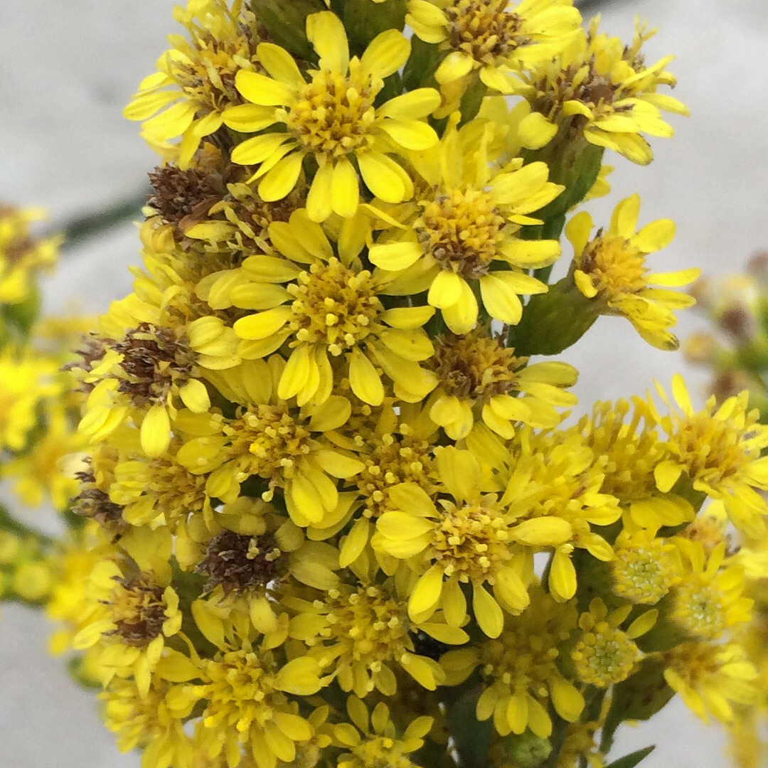 Saltmarsh Goldenrod grown out of pavement