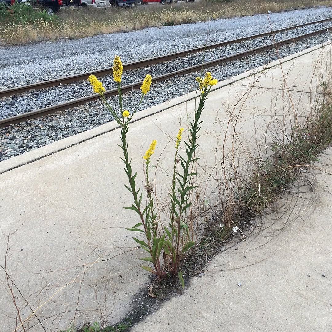 Saltmarsh Goldenrod grown out of pavement