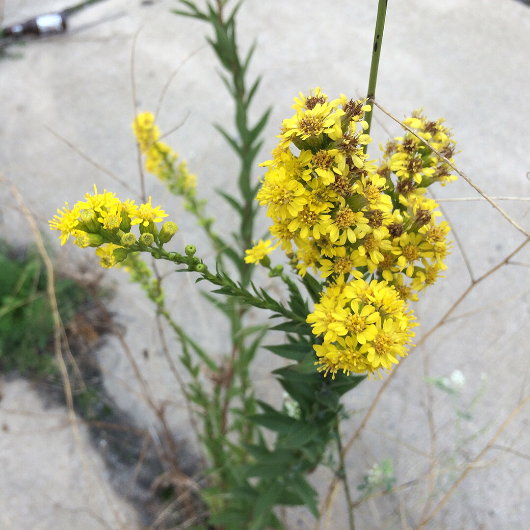Saltmarsh Goldenrod grown out of pavement