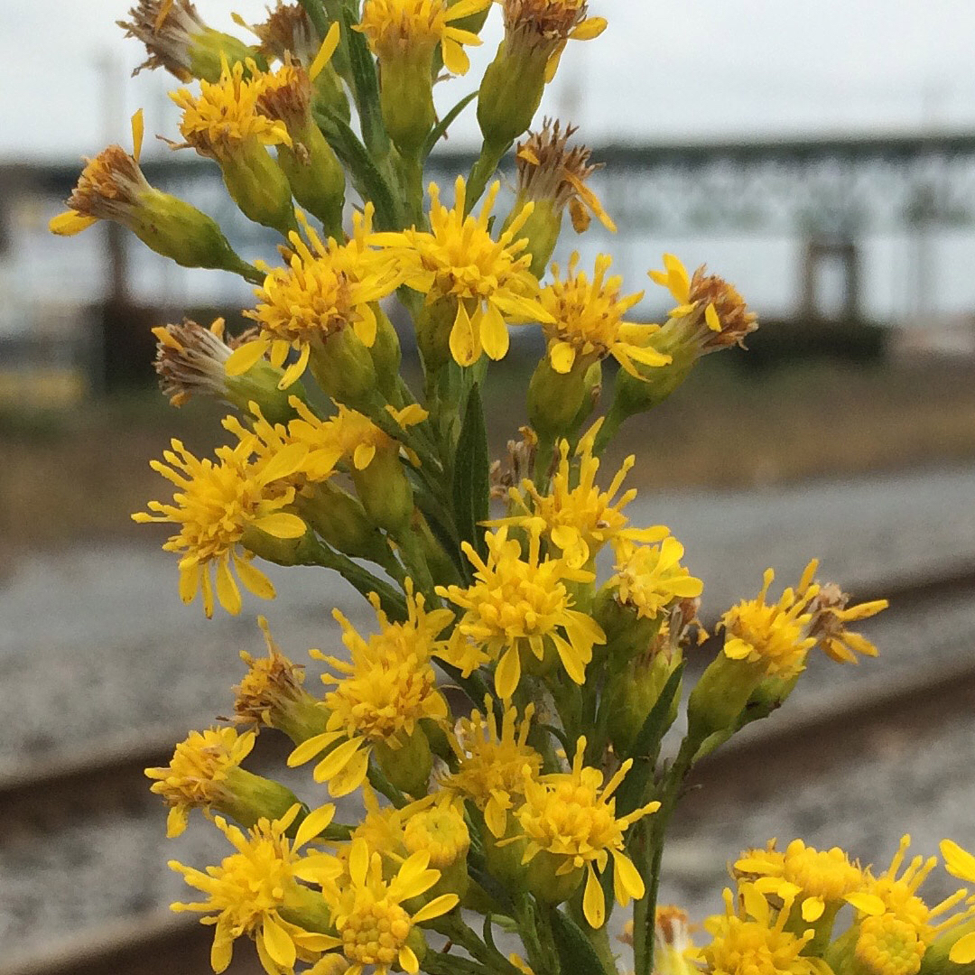 Saltmarsh Goldenrod grown out of pavement