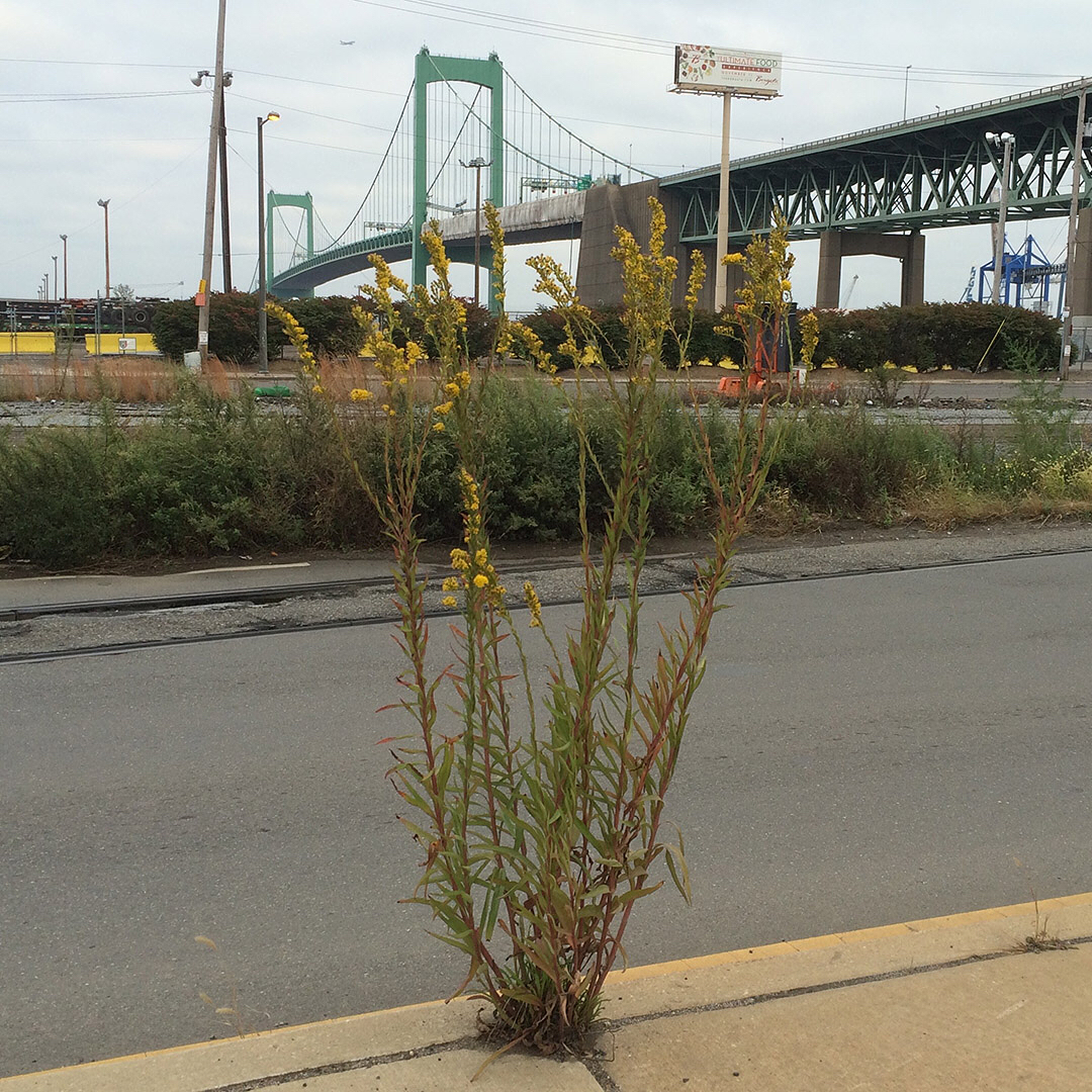Saltmarsh Goldenrod grown out of pavement