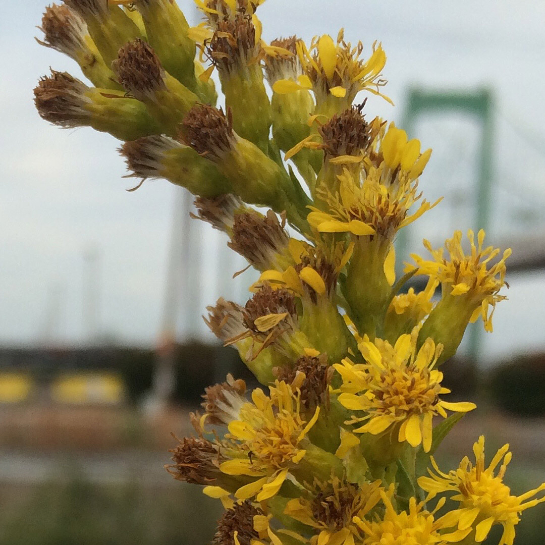 Saltmarsh Goldenrod grown out of pavement