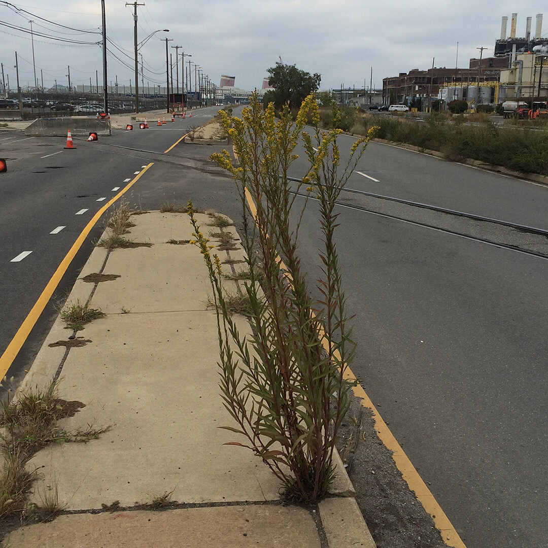 Saltmarsh Goldenrod grown out of pavement