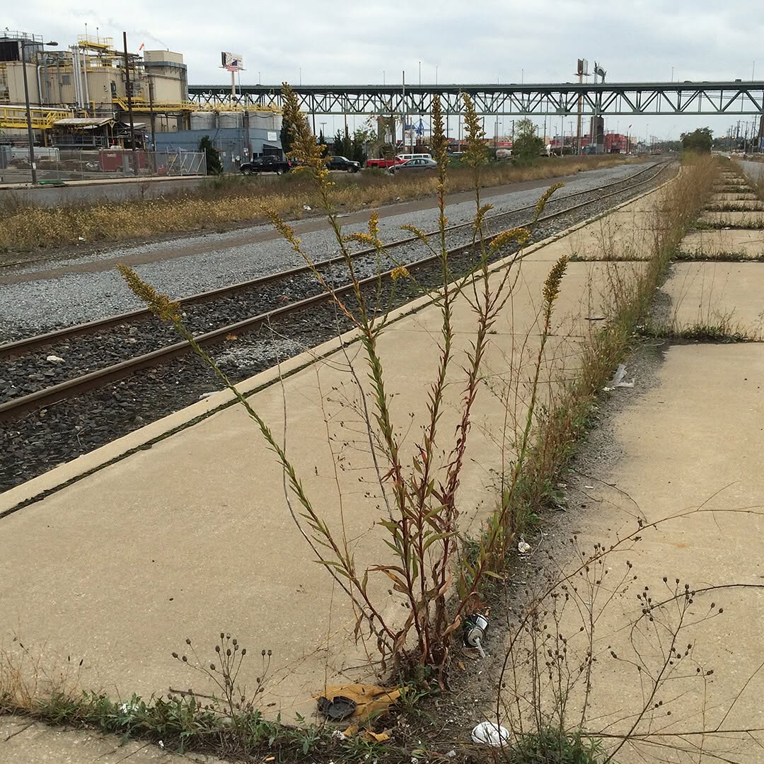 Saltmarsh Goldenrod grown out of pavement