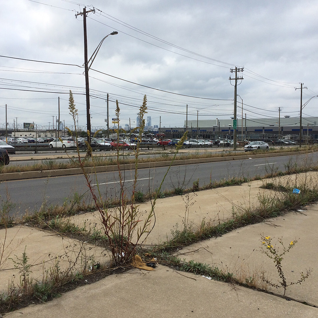 Saltmarsh Goldenrod grown out of pavement