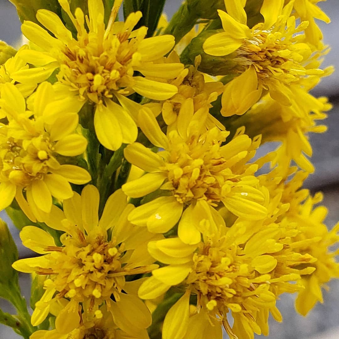 Saltmarsh Goldenrod grown out of pavement