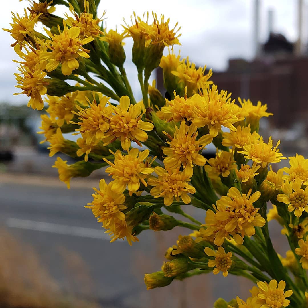 Saltmarsh Goldenrod grown out of pavement