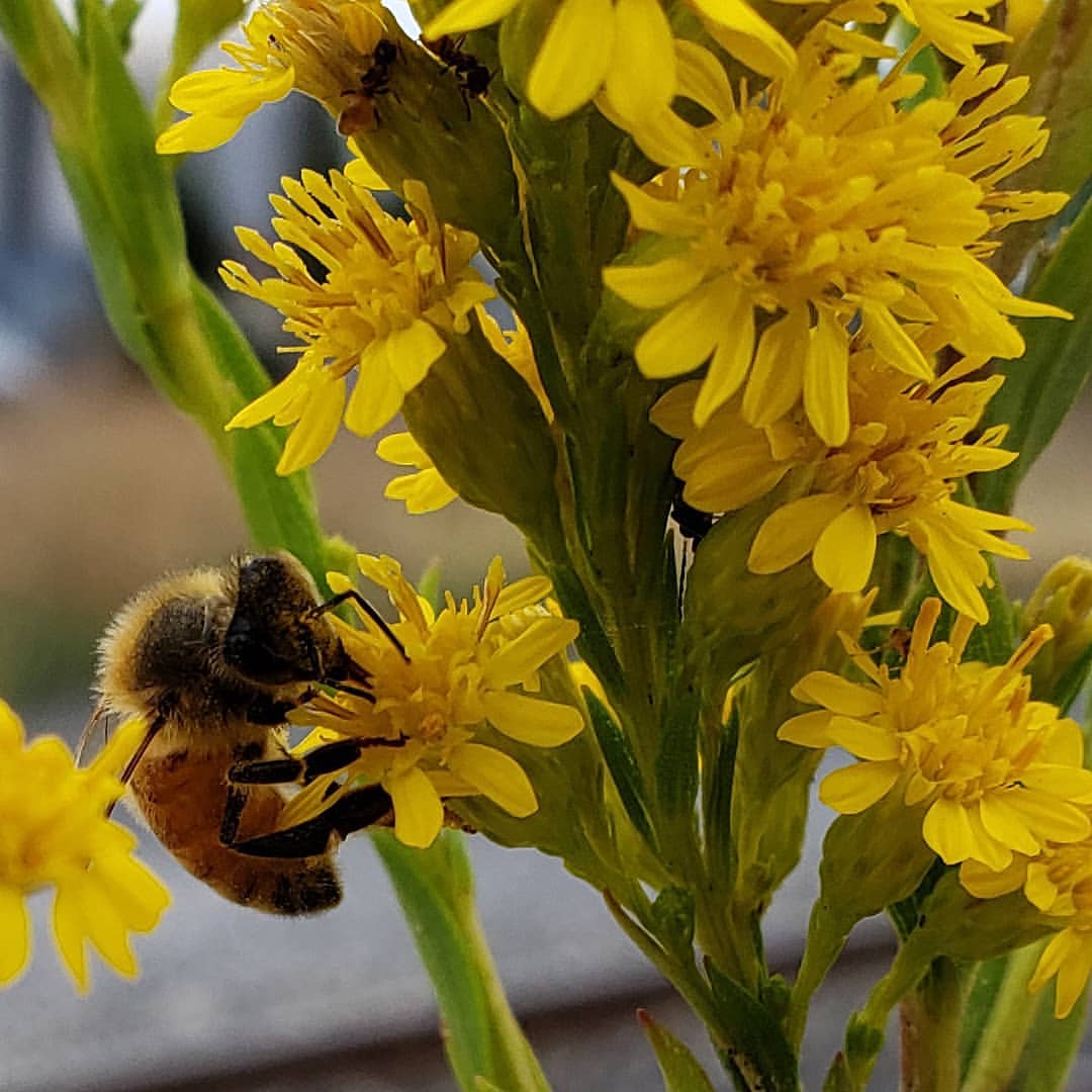 Saltmarsh Goldenrod grown out of pavement