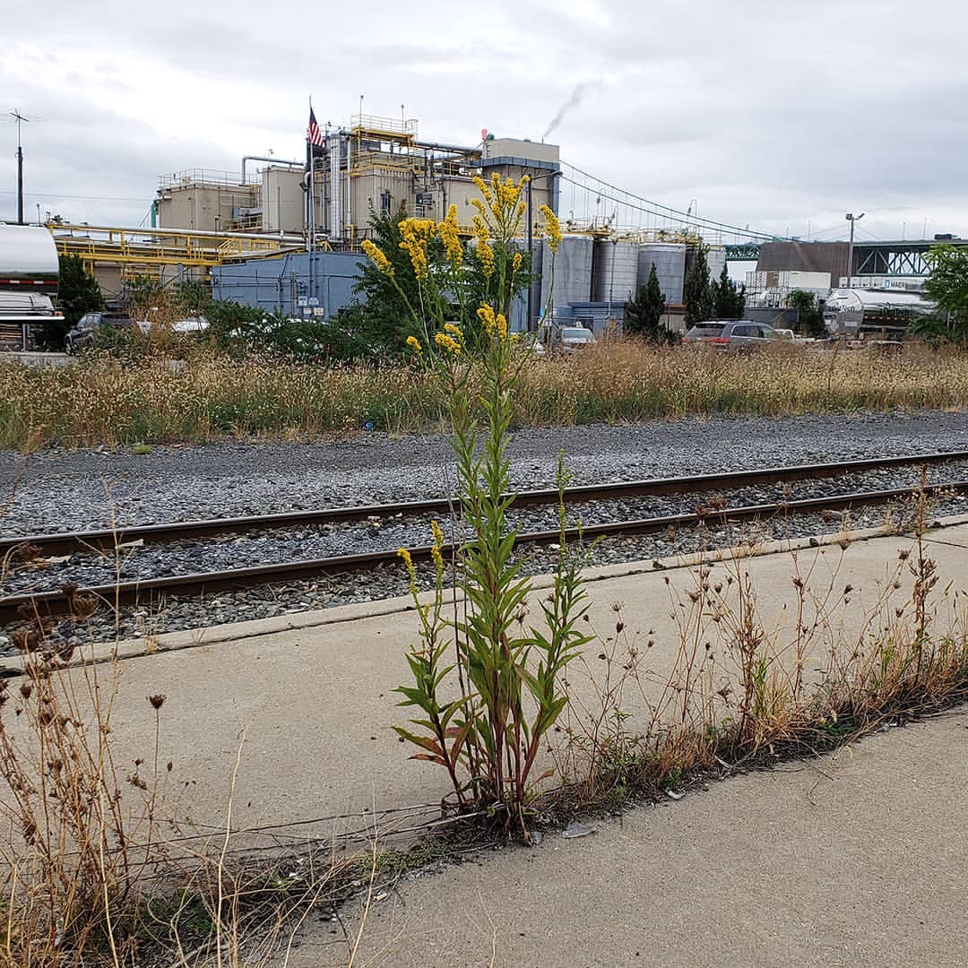Saltmarsh Goldenrod grown out of pavement