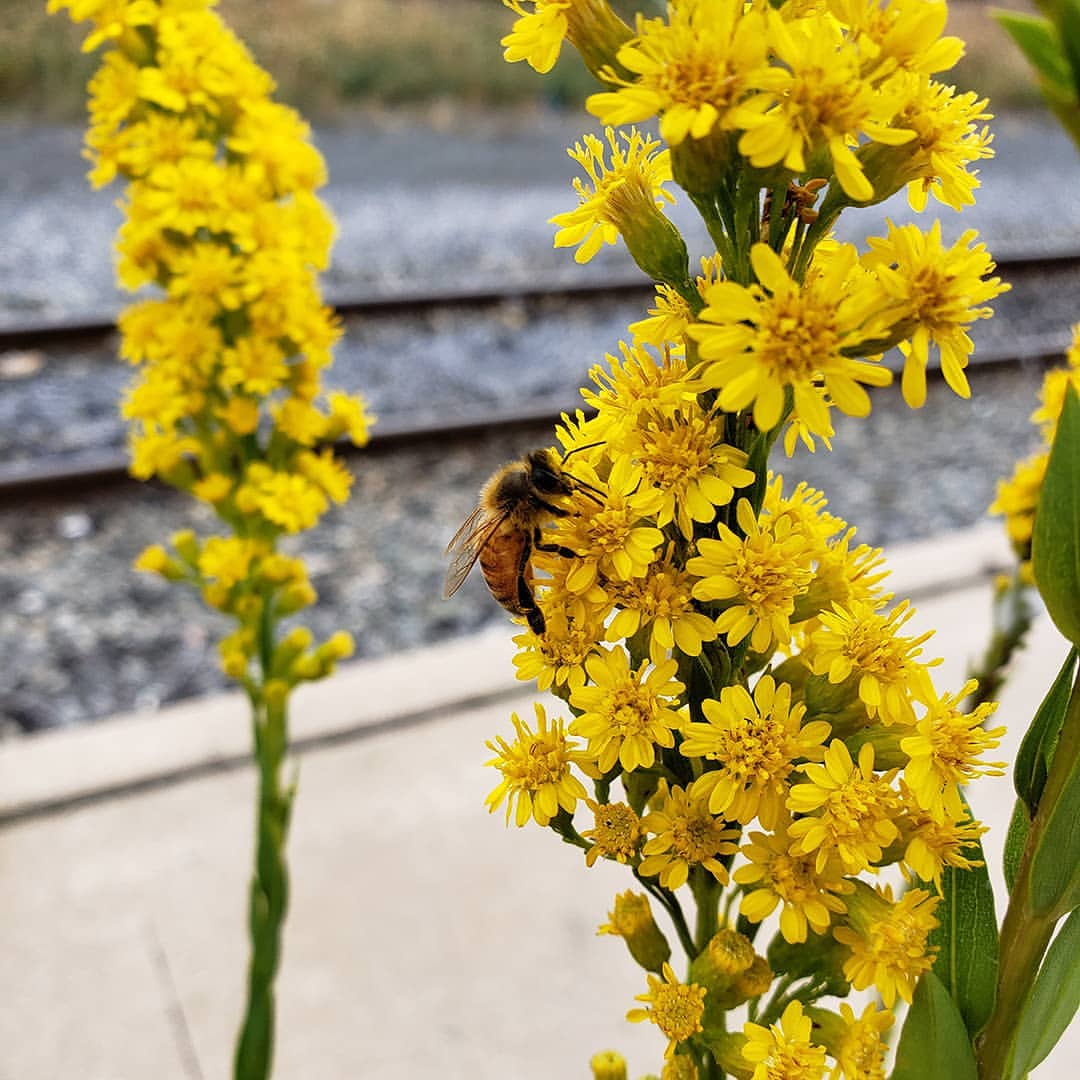 Saltmarsh Goldenrod grown out of pavement