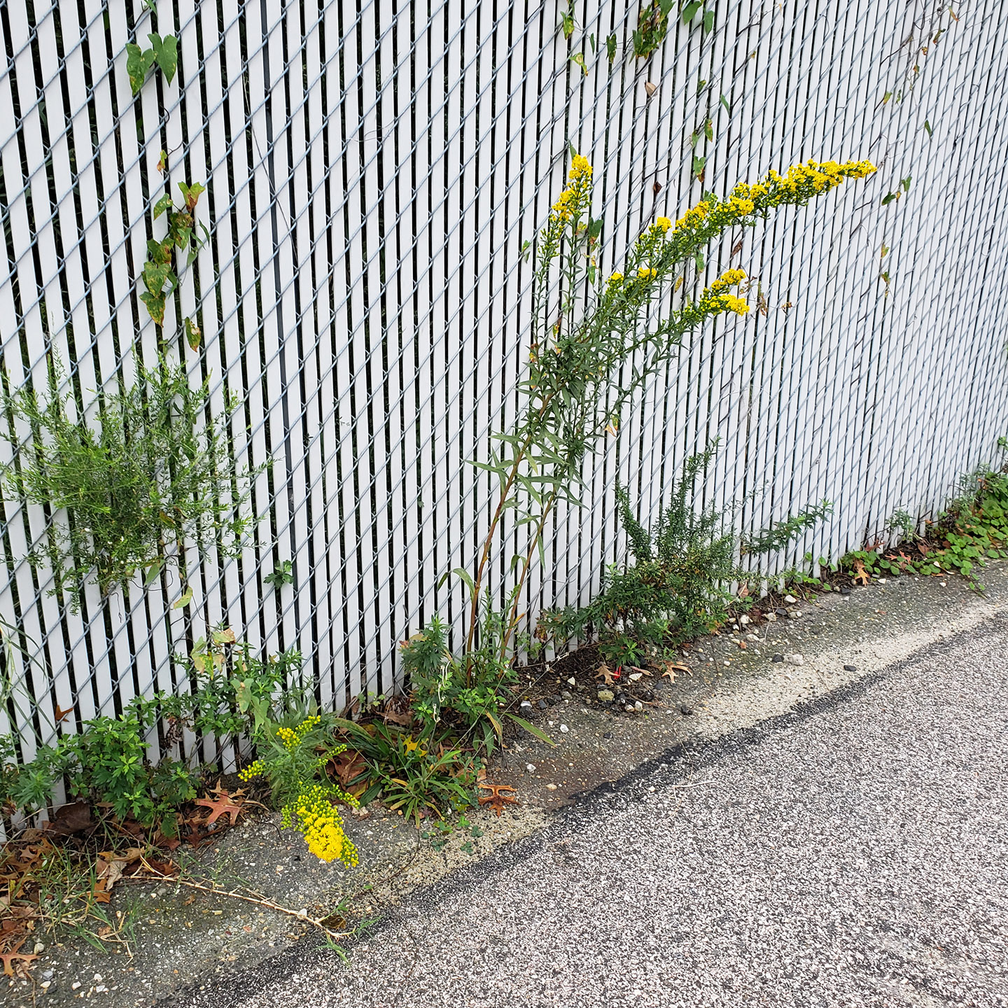 Saltmarsh Goldenrod