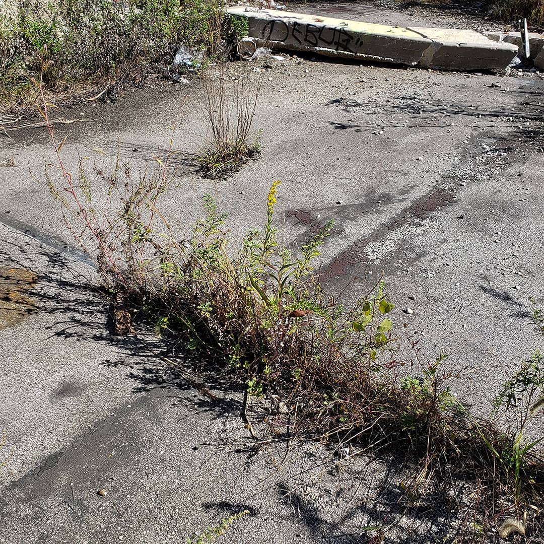 Saltmarsh Goldenrod grown out of an abandoned tennis court