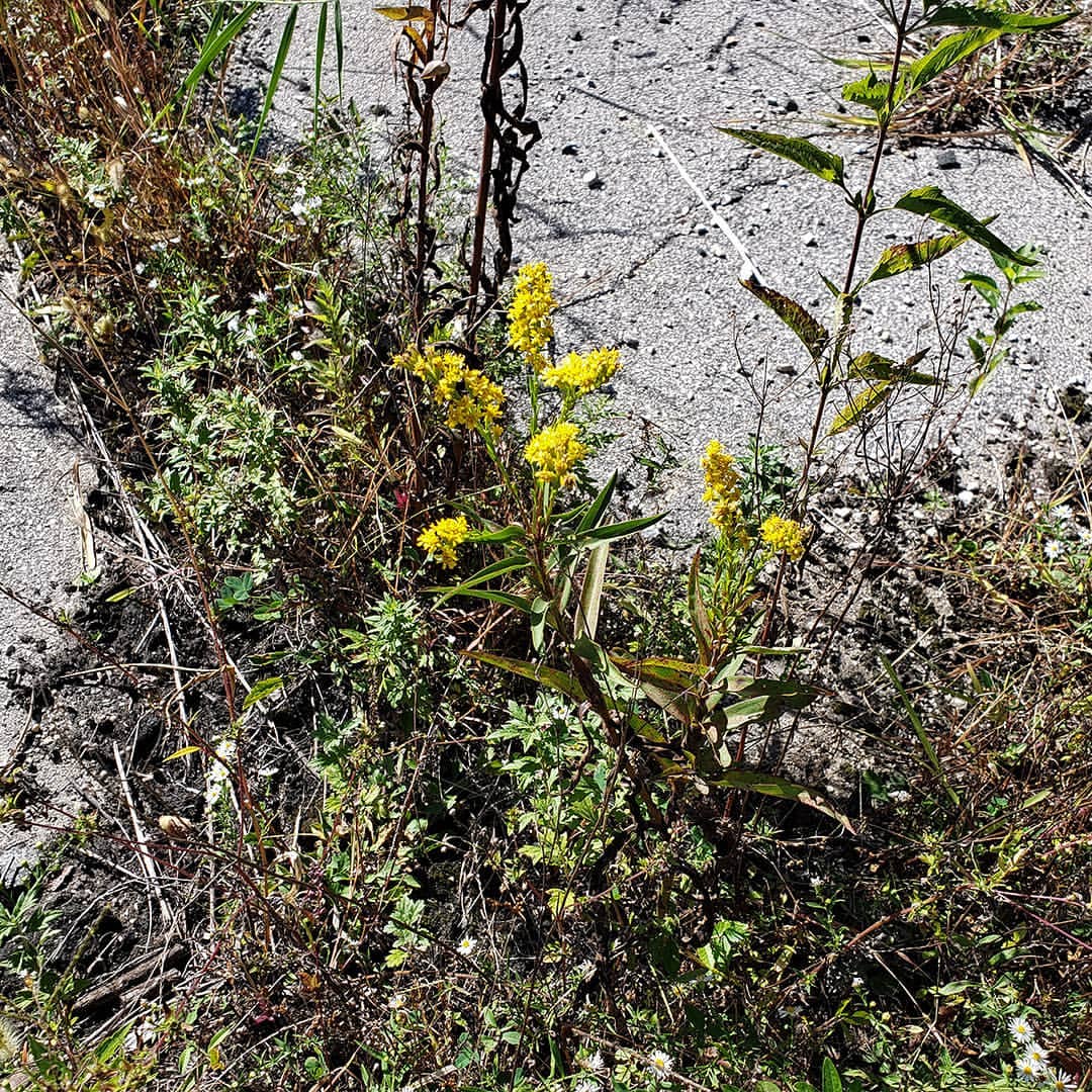Saltmarsh Goldenrod grown out of an abandoned tennis court