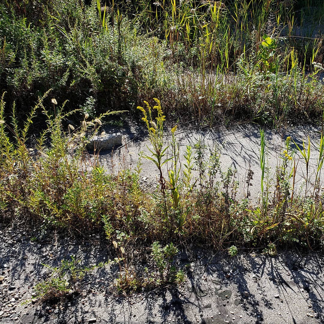 Saltmarsh Goldenrod grown out of an abandoned tennis court