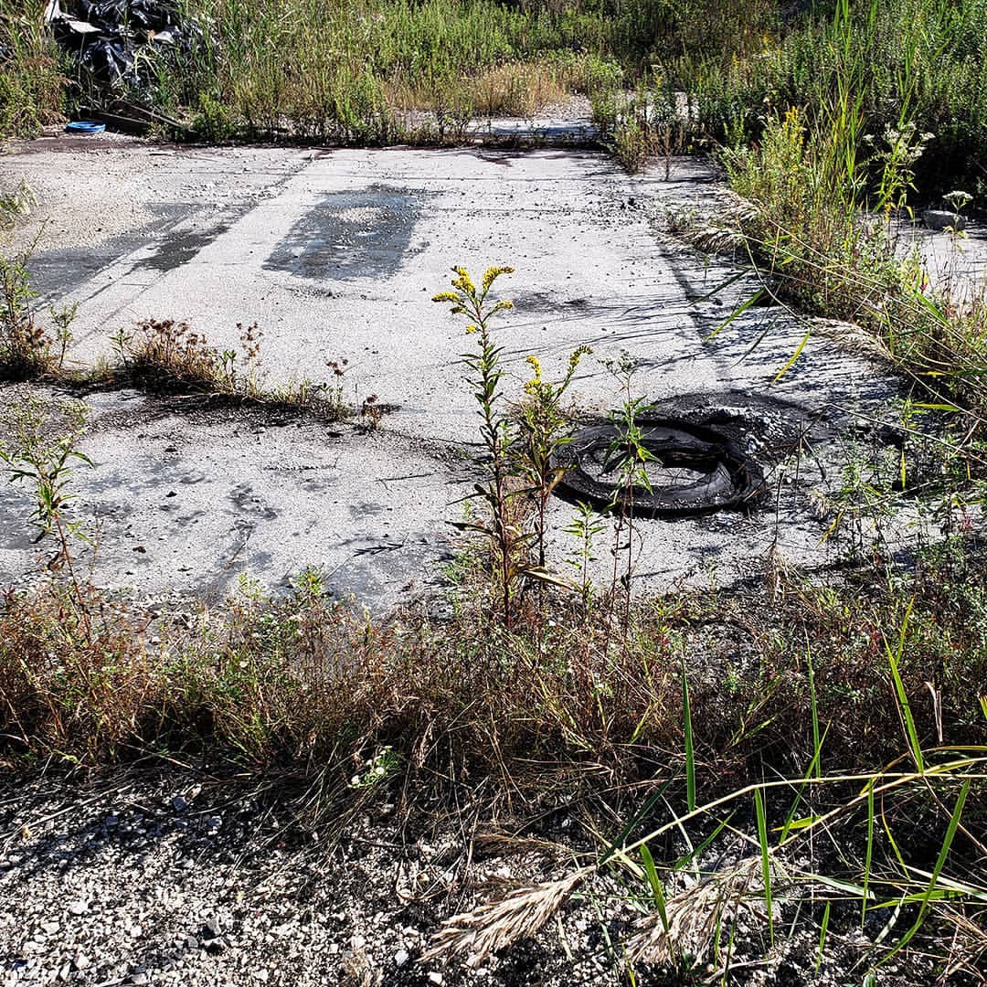 Saltmarsh Goldenrod grown out of an abandoned tennis court