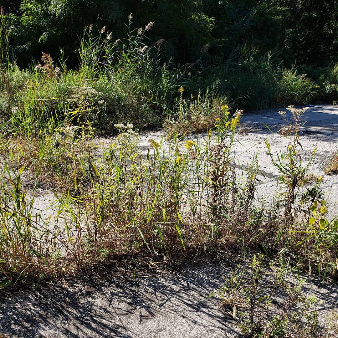 Saltmarsh Goldenrod grown out of an abandoned tennis court