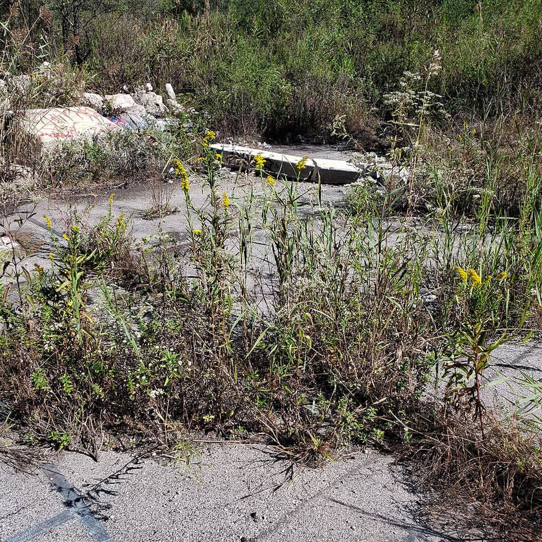 Saltmarsh Goldenrod grown out of an abandoned tennis court