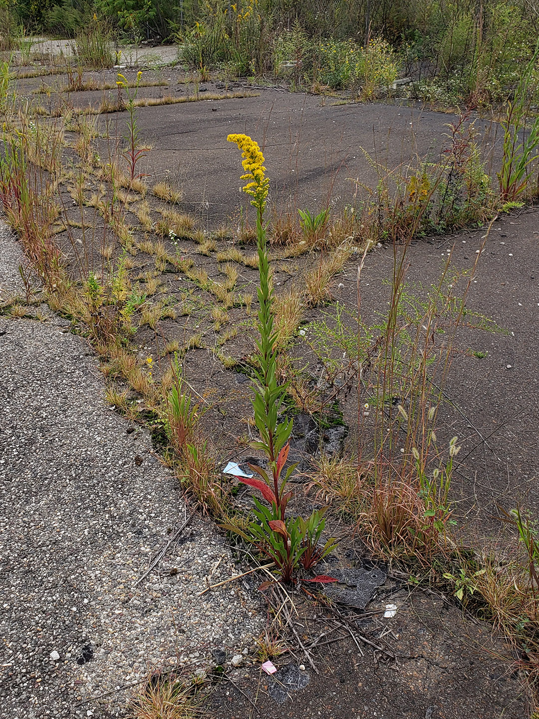 Saltmarsh Goldenrod grown out of pavement