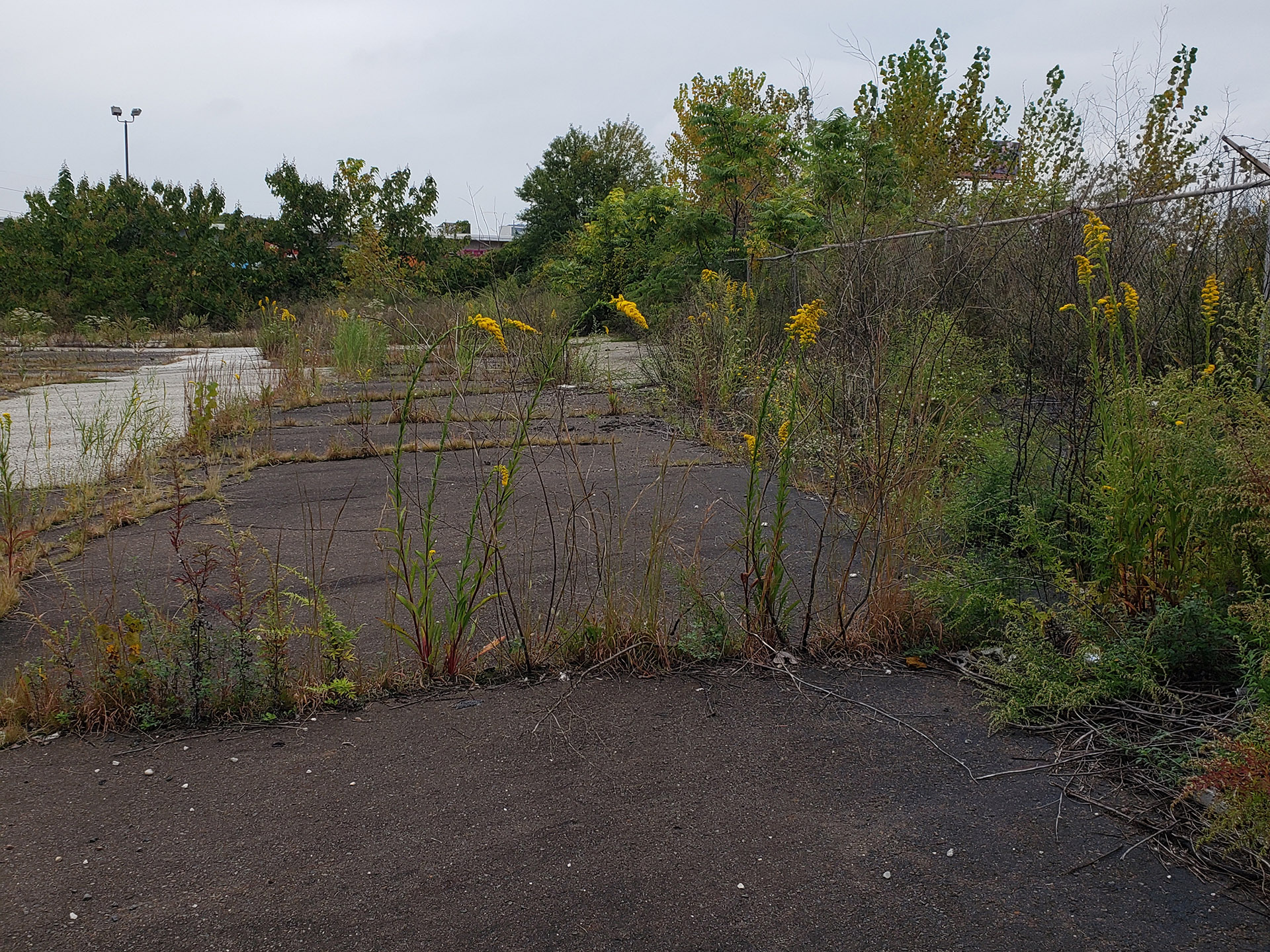 Saltmarsh Goldenrod grown out of pavement