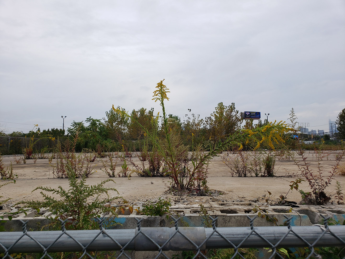 Saltmarsh Goldenrod grown out of pavement