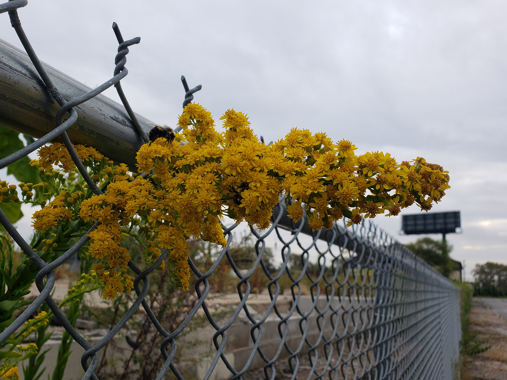 Saltmarsh Goldenrod grown out of pavement