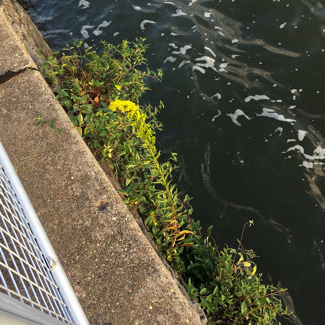 Saltmarsh Goldenrod grown out of the retaining wall of the Delaware River