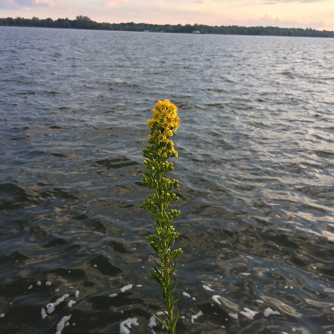 Saltmarsh Goldenrod grown out of the retaining wall of the Delaware River