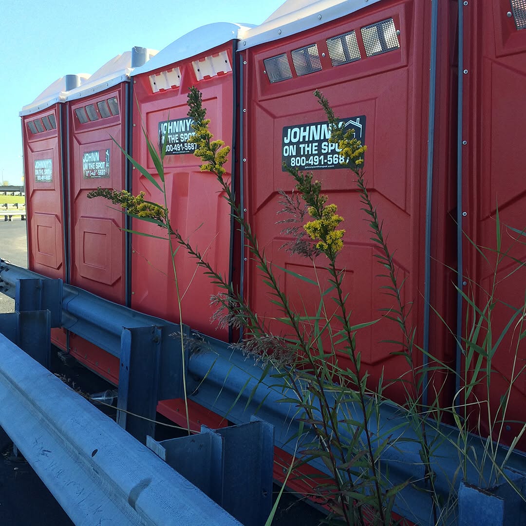 Saltmarsh Goldenrod grown out of the pavement by some porta-potties