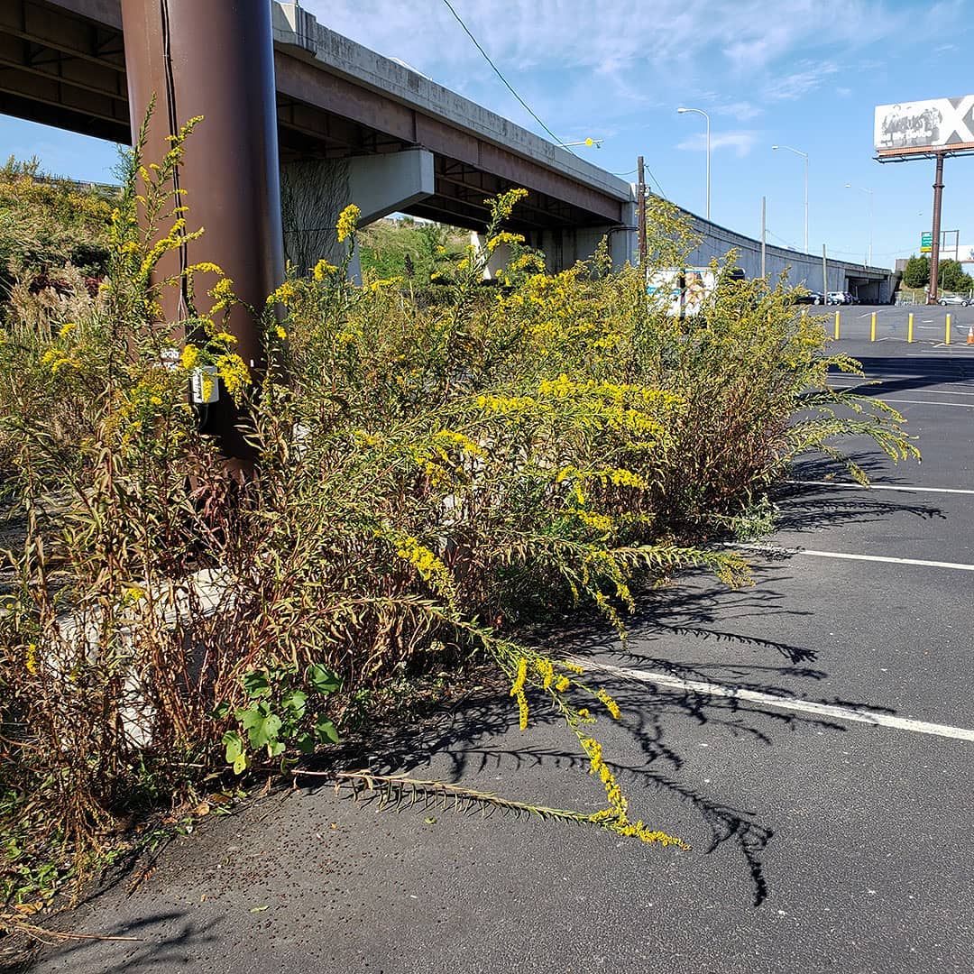Saltmarsh Goldenrod grown out of pavement