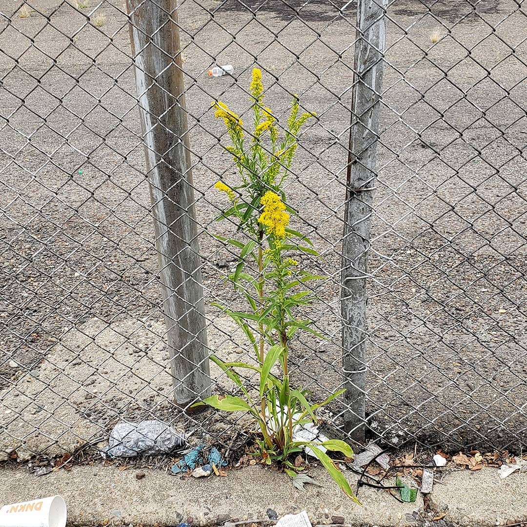 Saltmarsh Goldenrod grown out of the pavement under a fence