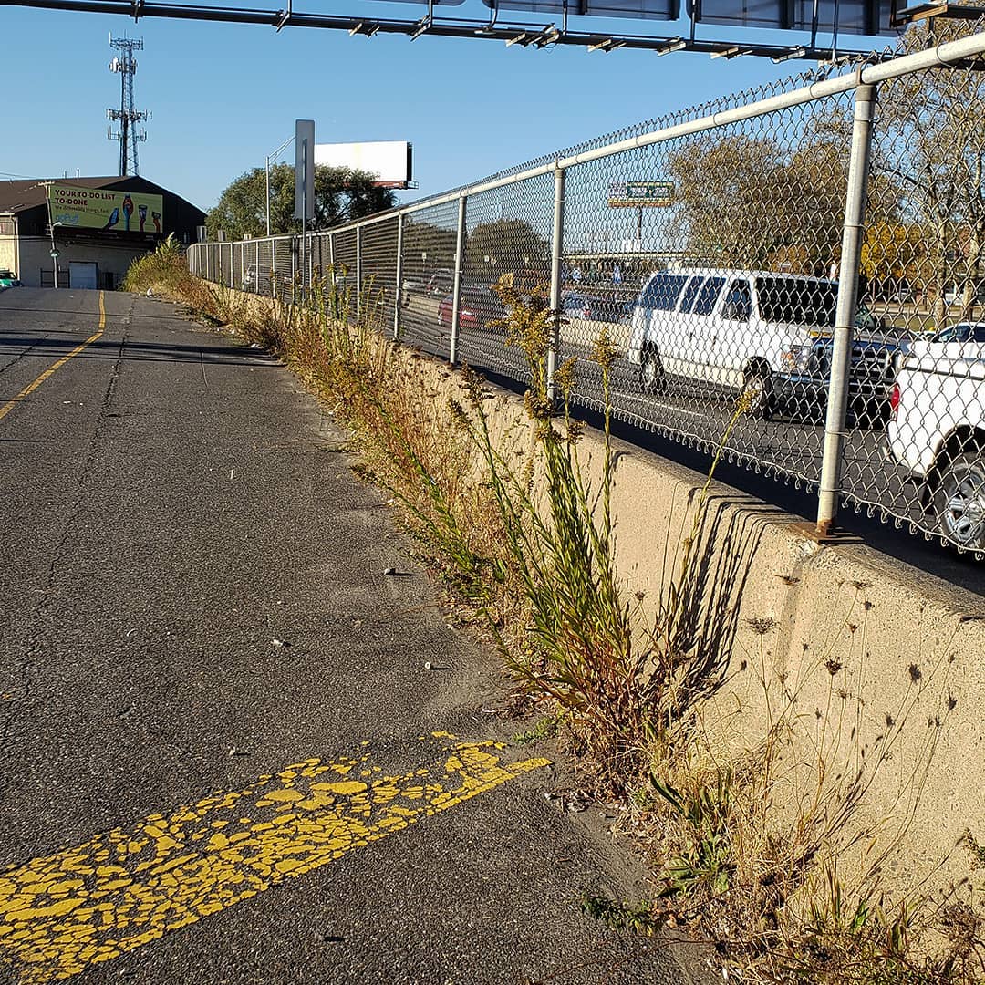 Saltmarsh Goldenrod grown out of a highway divider