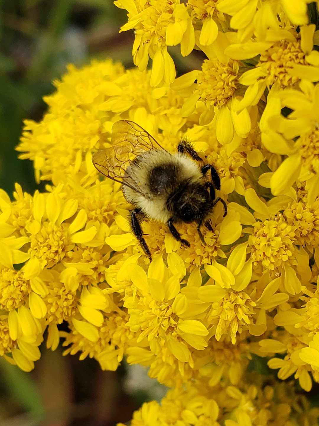 Saltmarsh Goldenrod